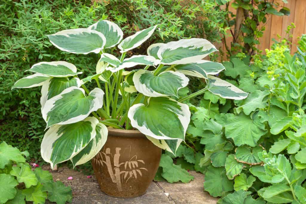 Variegated hosta with cream and green leaves in a planter
