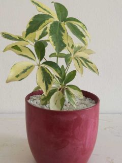 Variegated Schefflera plant or umbrella tree potted in a colorful decorative pot with isolated white background, How Tall Does A Schefflera Plant Grow? {And How Fast?}