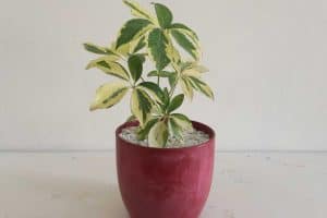 Read more about the article How Tall Does A Schefflera Plant Grow? [And How Fast?]