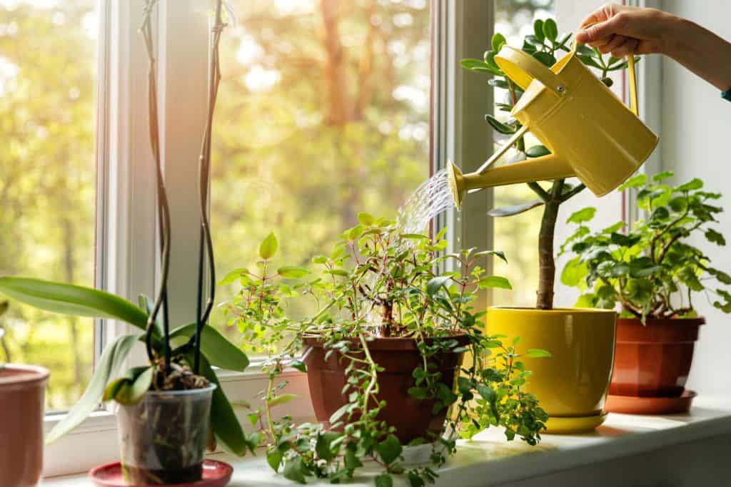 Watering her indoor plants decorated near the window