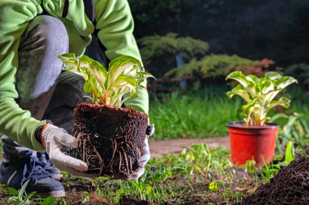 Woman gardener manually transplants plant from pot into the soil