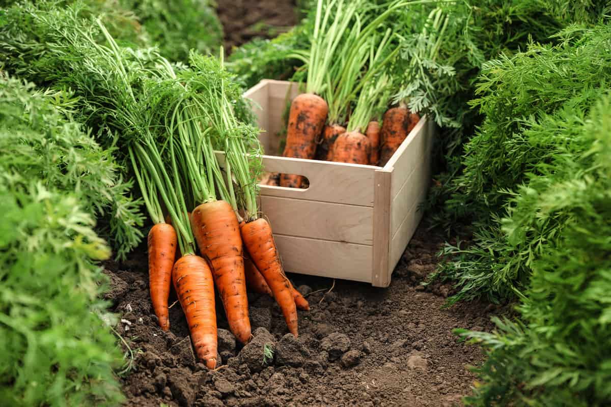 Wooden crate of fresh ripe carrots on field. Organic farming