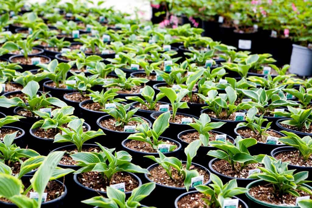 Young Hostas for lined up and for sale at a nursery.