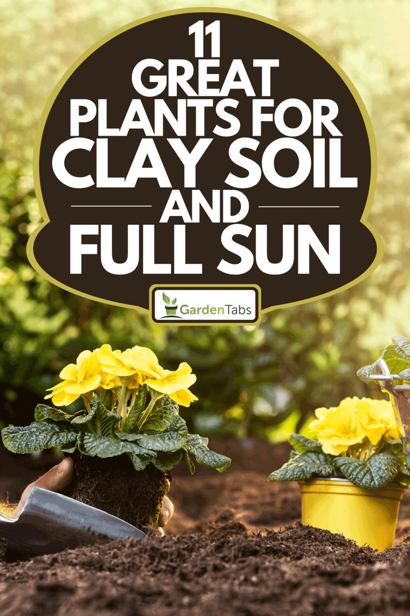 A farmer's hand planting flowers in soil, 11 Great Plants for Clay Soil and Full Sun