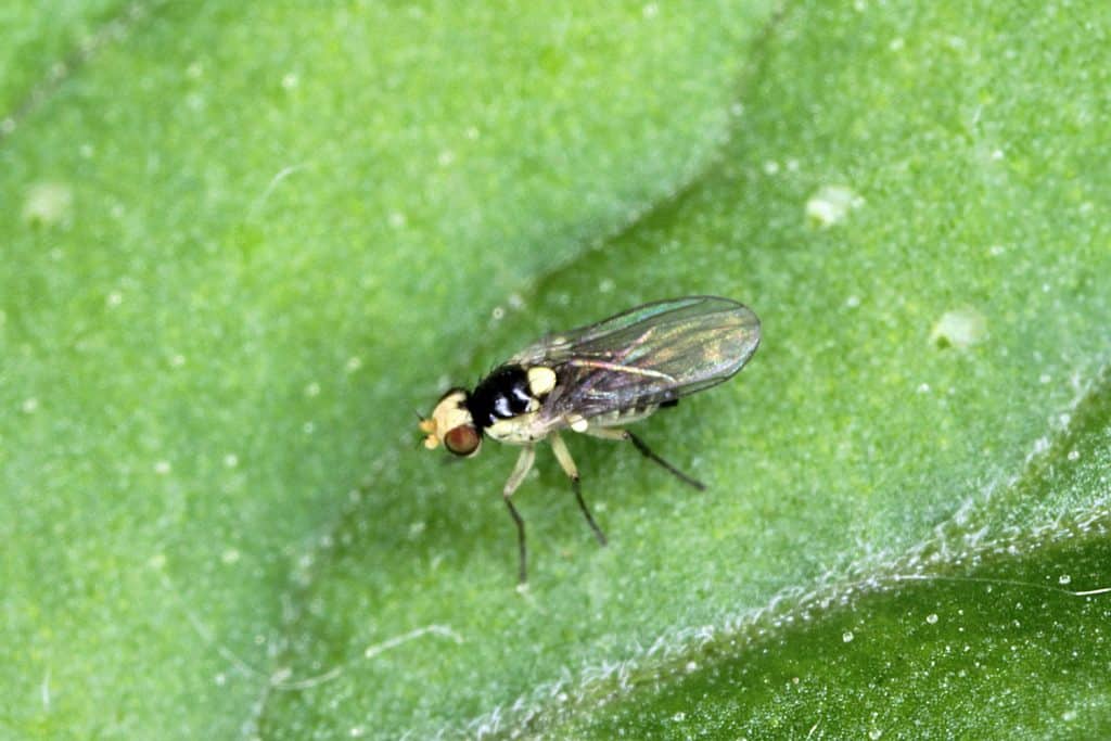 A Agromyzidae lying on the leaf