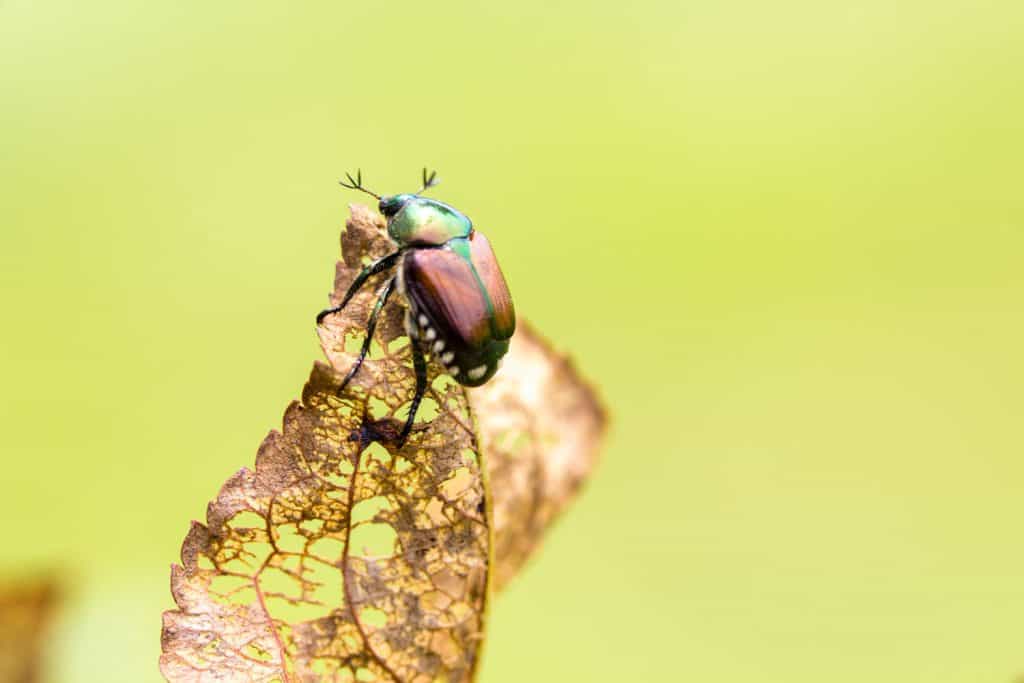 A detailed photo of Japanese Beetle Popillia Japonica on the leaf