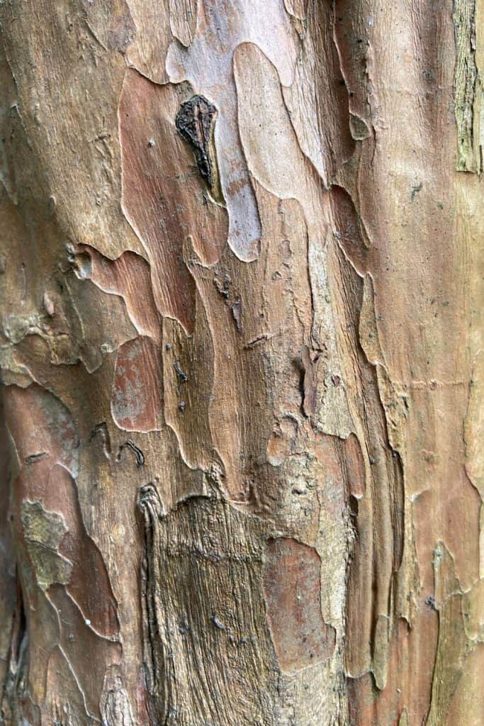 A detailed photo of the bark of a Crepe Myrtle tree