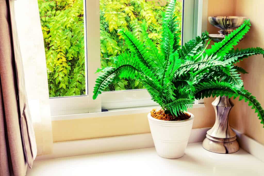 A fern planted in a white vase decorated in the window sill