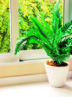 A fern planted in a white vase decorated in the window sill, What's The Best Color Light For Plants?