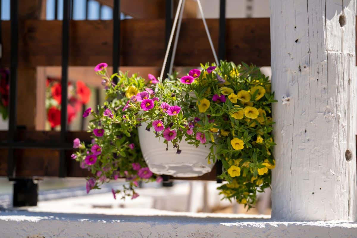 A hanging flower pot or vase outdoor.
