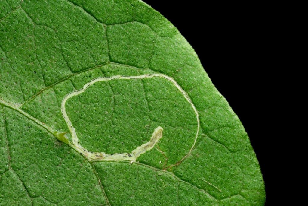 A leaf miner insects marks on the leaf