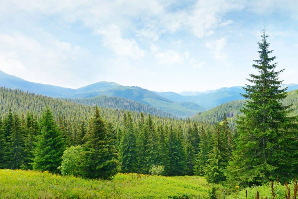A mountain range of evergreen trees