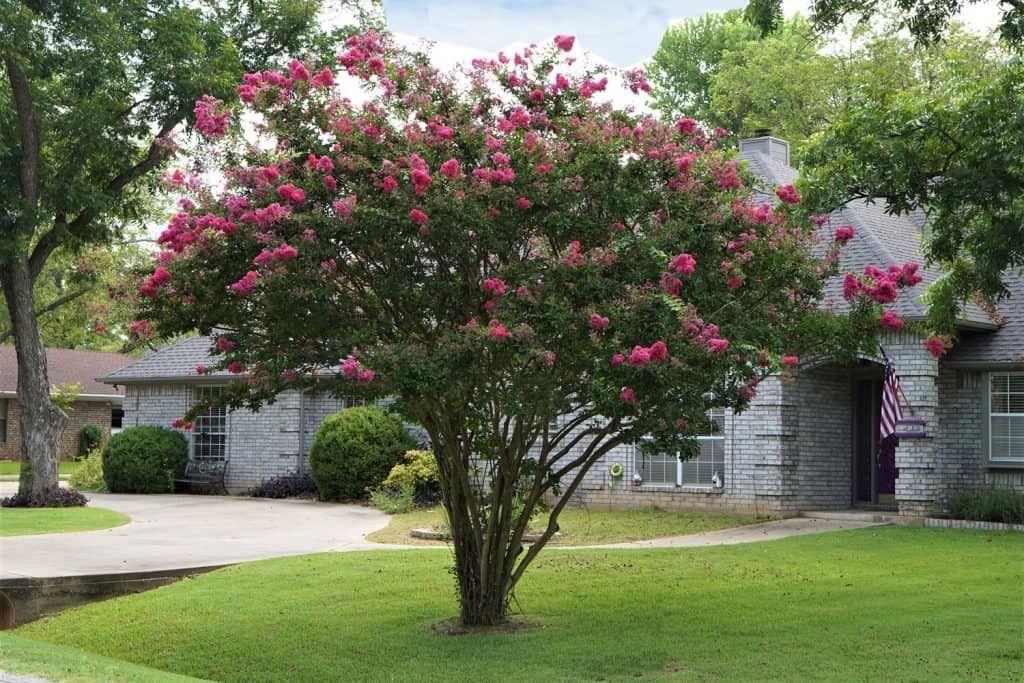 A properly maintained lawn and a tall Crepe Myrtle tree