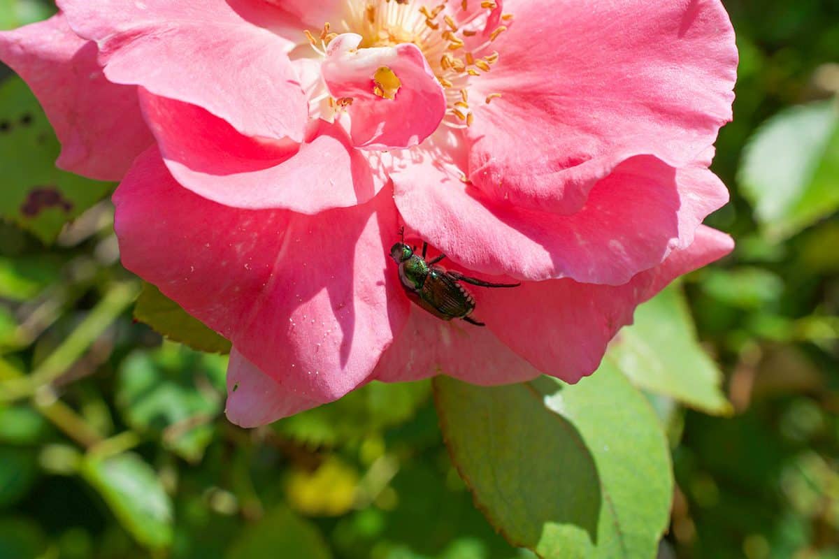 A rose with a Japanese beetle