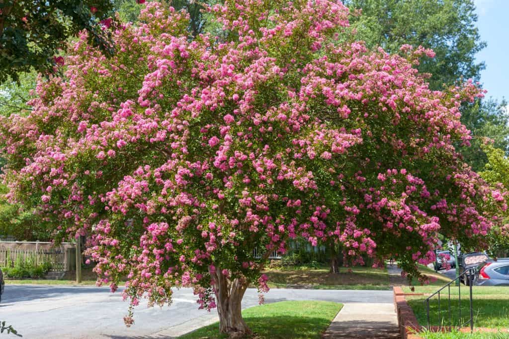 A tall Crepe Myrtle tree planted near the road