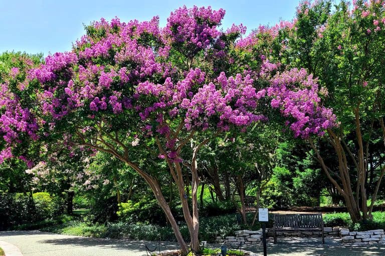 A tall Crepe Myrtle tree on a small park in Texas, USA