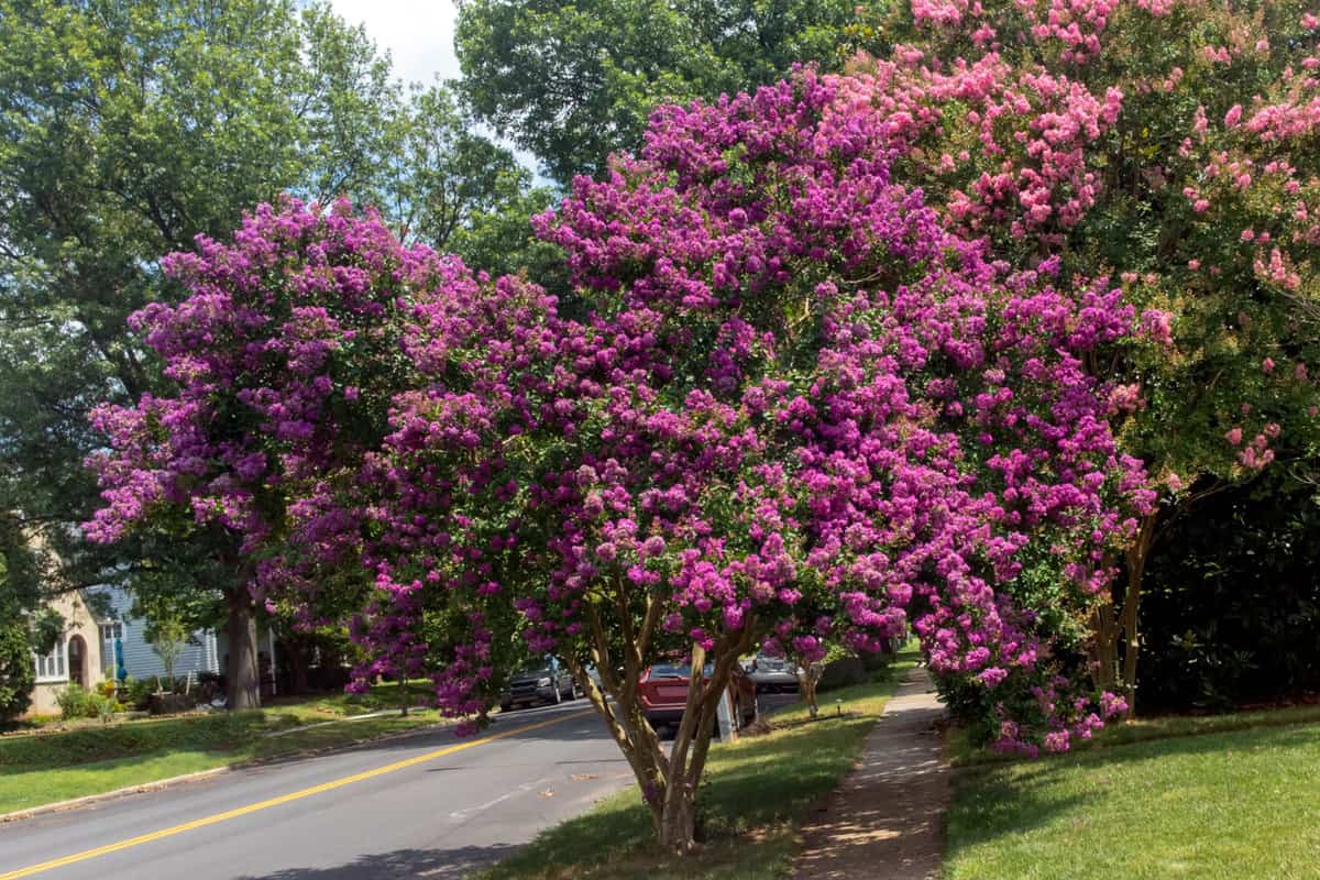 A tall Myrtle tree photographed on the side of the road, How Big Does A Crepe Myrtle Get?