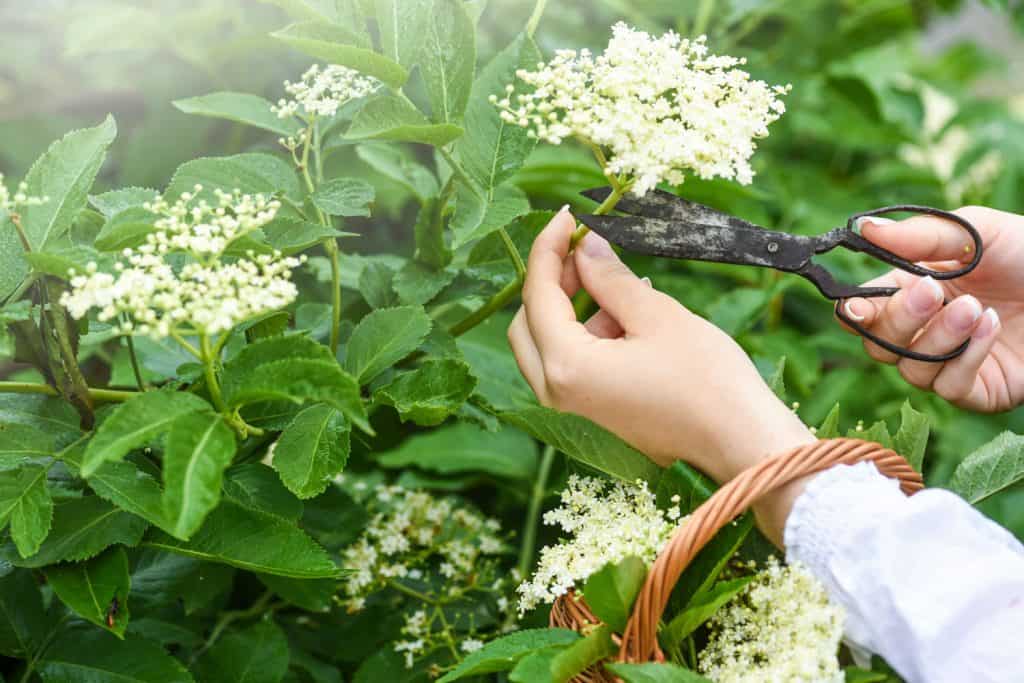 A woman trimming the elder berry plant in the garden
