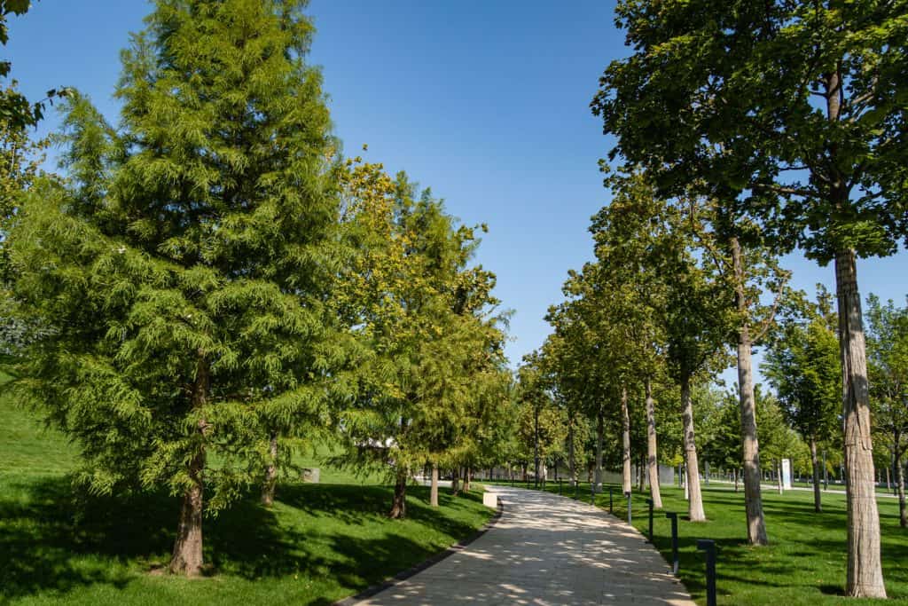 Alley of bald cypress trees in city park Krasnodar or Galitsky park