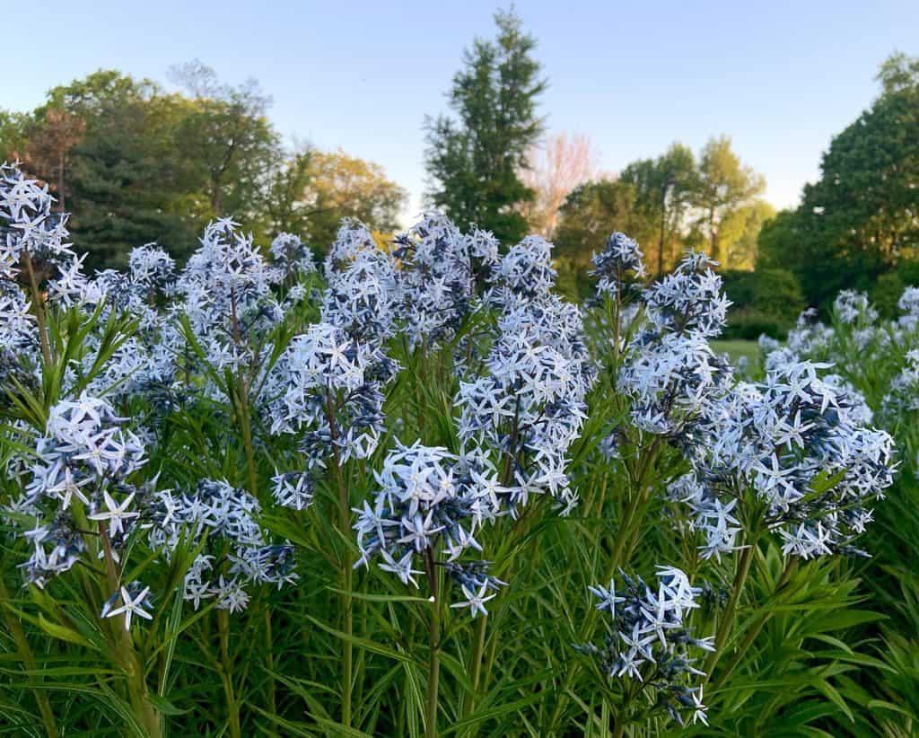 Amsonia Blue Star Flowers in Perennial Garden Dogbane
