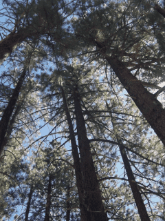 An-upward-view-of-the-tall-trees-of-northern-California.-Do-Cedar-Elm-Trees-Lose-Their-Leaves