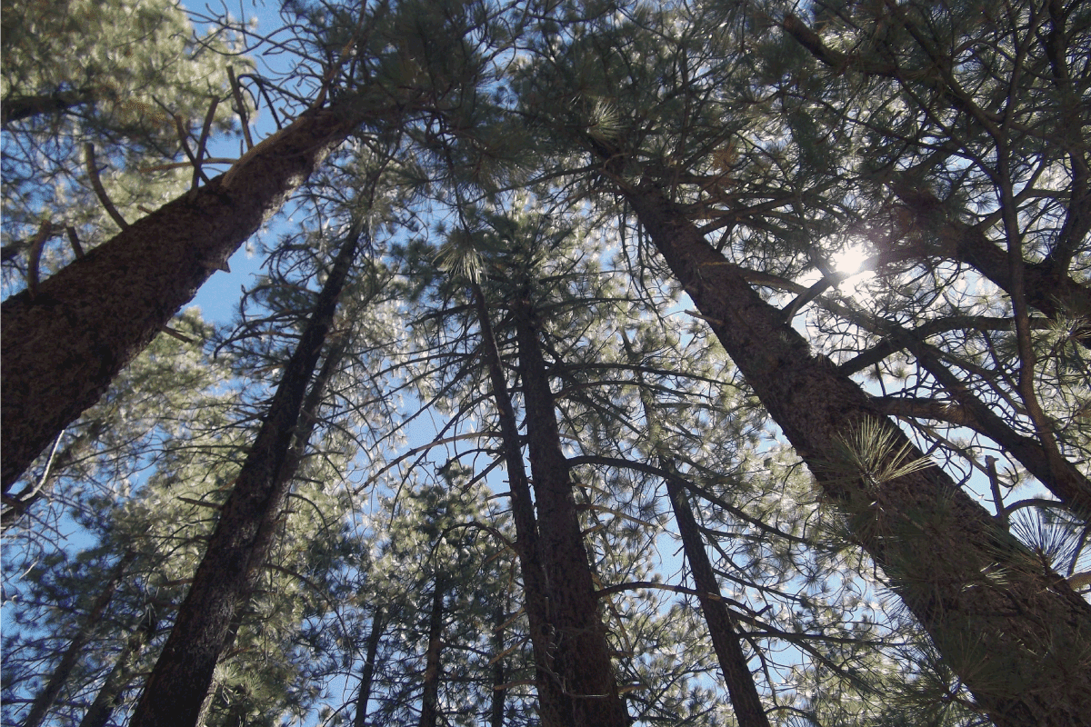 An upward view of the tall trees of northern California. Do Cedar Elm Trees Lose Their Leaves