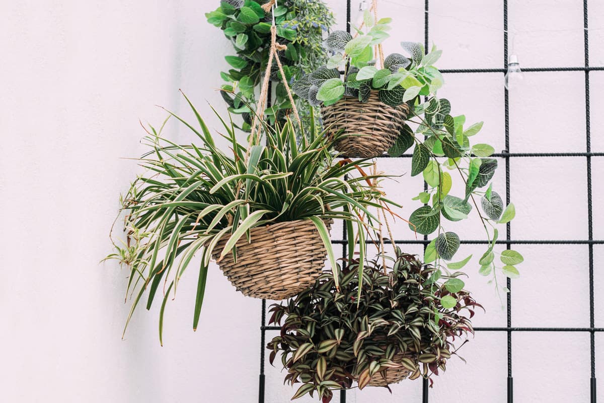 Arrangement of hanging wicker flowerpots with green house plants against decorative black grid
