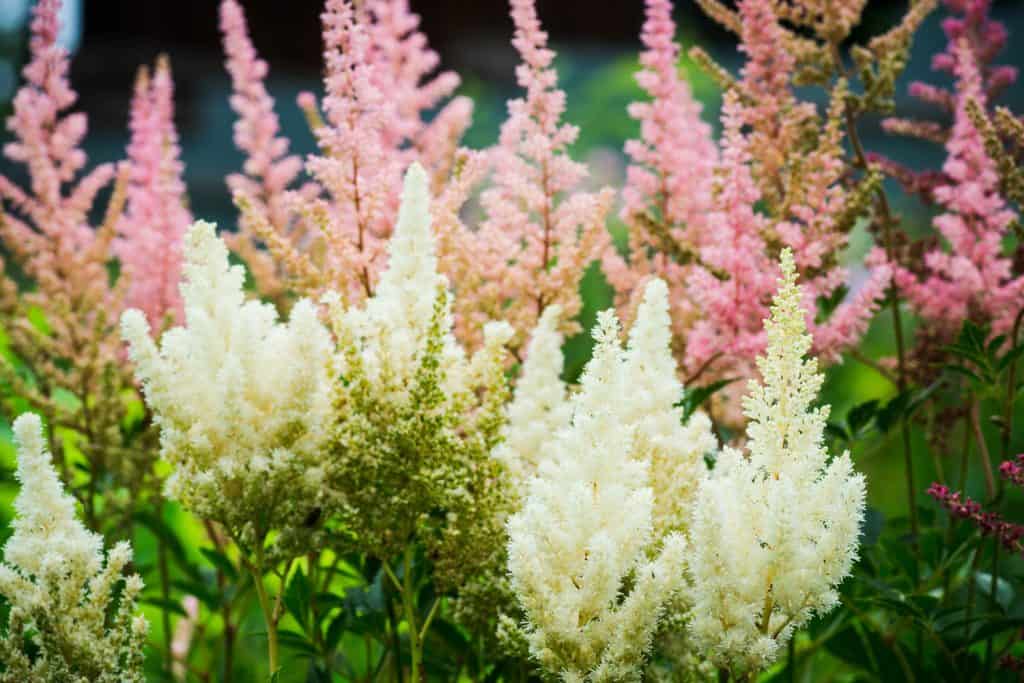 Astilbe flowers growing in the garden. Shallow depth of field.