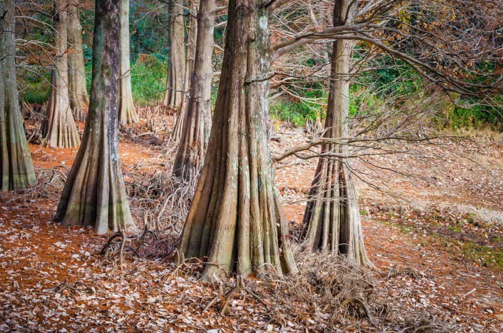 Bald Cypress trees. Kyudainomori in Sasaguri, Fukuoka, Japan.