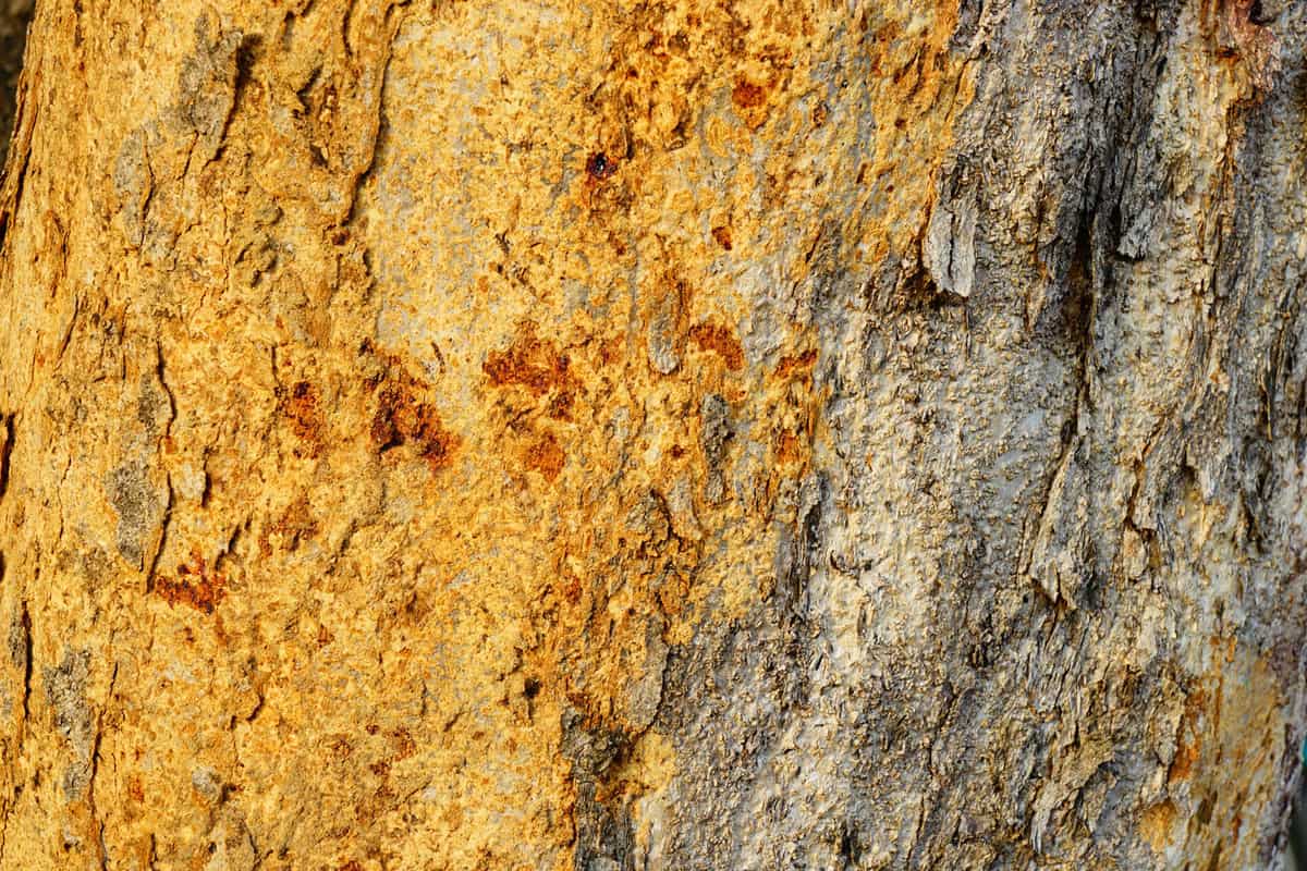 Bark of the cedar elm tree photographed up close