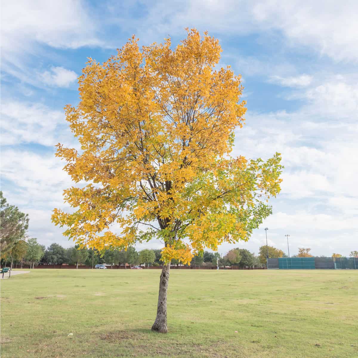 Beautiful Texas Cedar Elm tree in urban park in Fall season. Stunning yellow fall foliage color