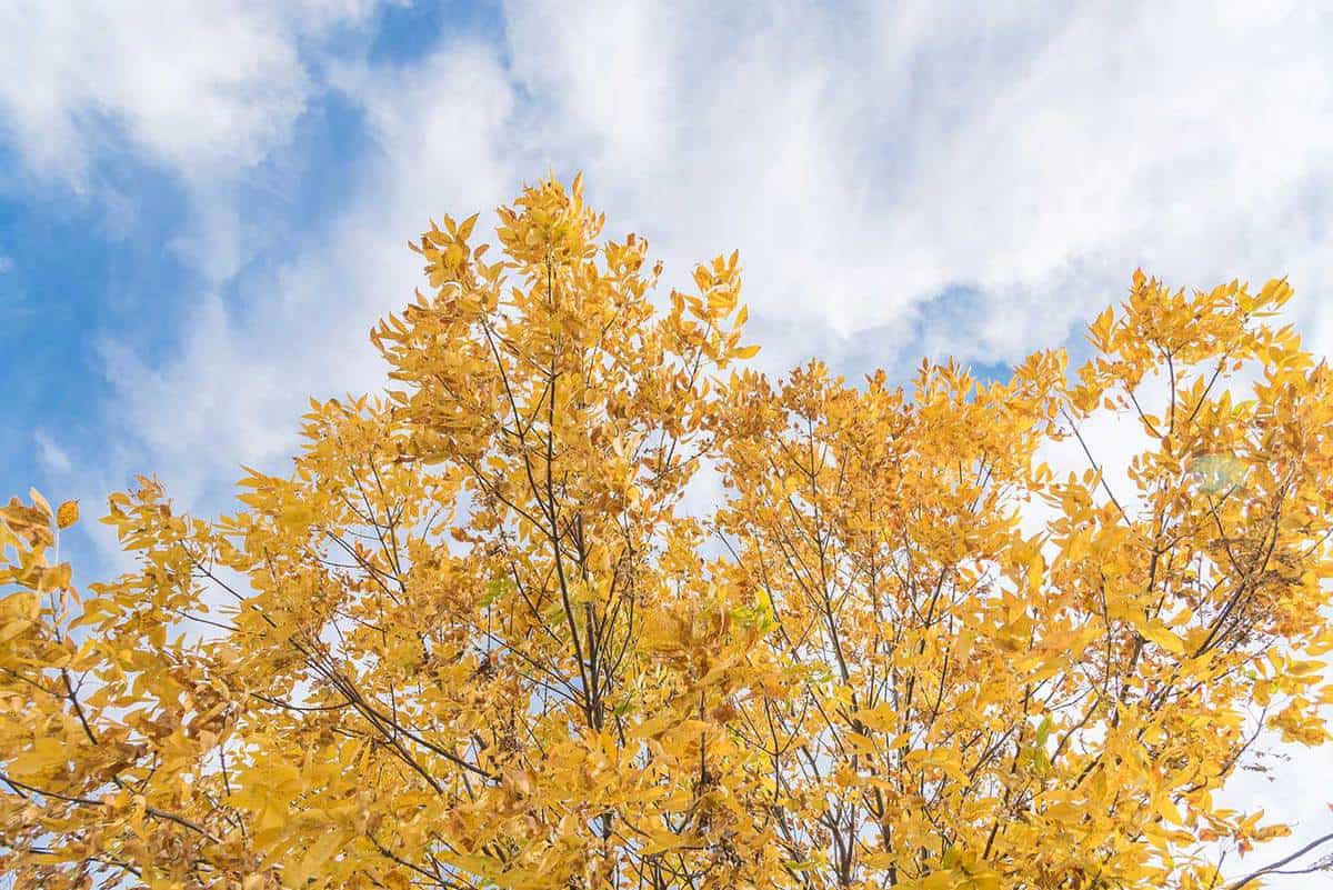 Beautiful Texas Cedar Elm trees leaves under autumn cloud blue sky