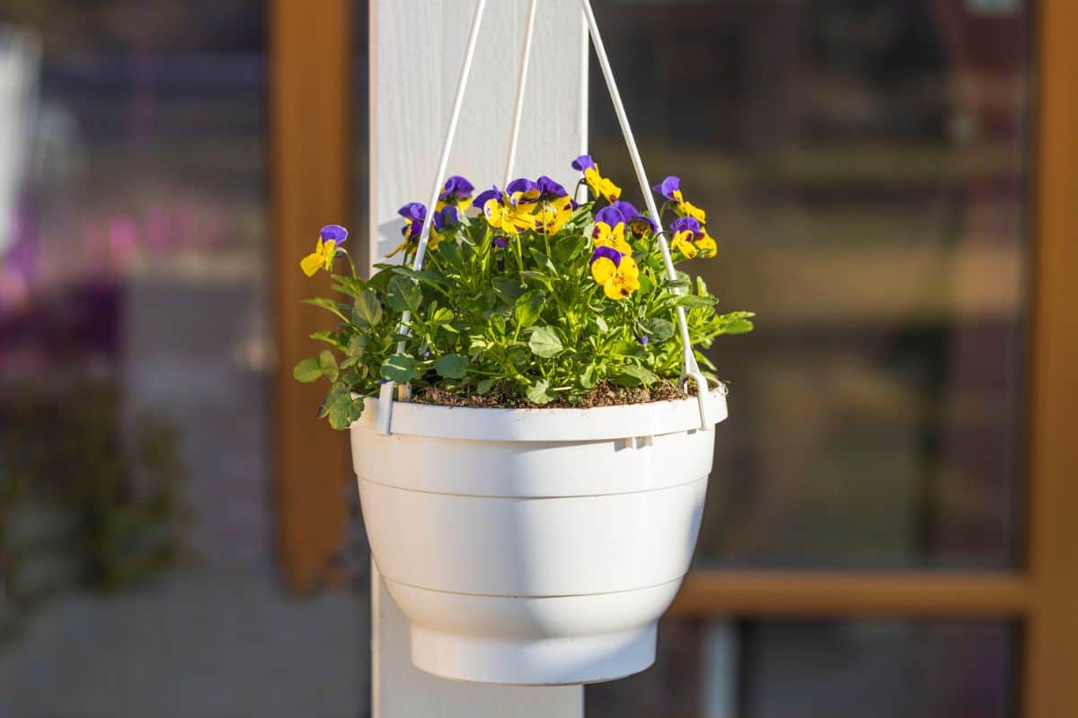 Beautiful view of hanging basket on white pillar with yellow purple pansies. Sweden.