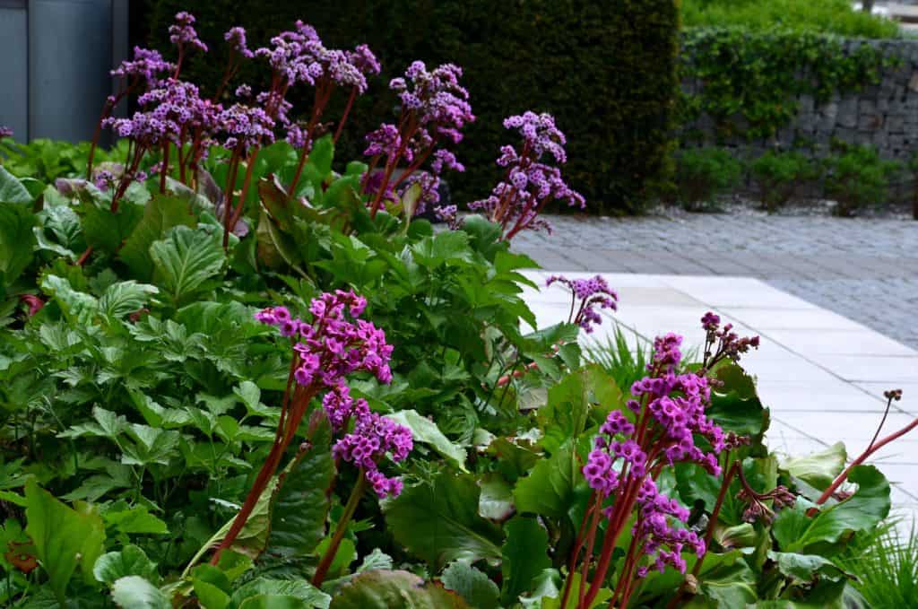 Bergenia rotblum is a deep pink flowering bergenia variety with almost round leaves