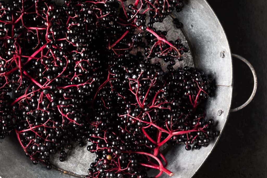 Black elderberries and pink colored branches in a bowl