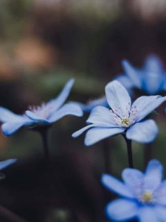 Bright blue flowers of common hepatica, liverwort, kidneywort or pennywort, 11 Plants That Like Wet Clay Soil And Shade