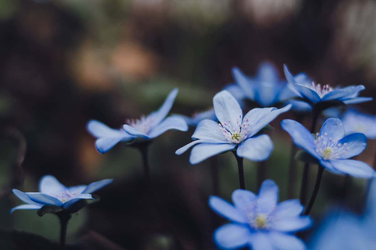 Bright blue flowers of common hepatica, liverwort, kidneywort or pennywort, 11 Plants That Like Wet Clay Soil And Shade