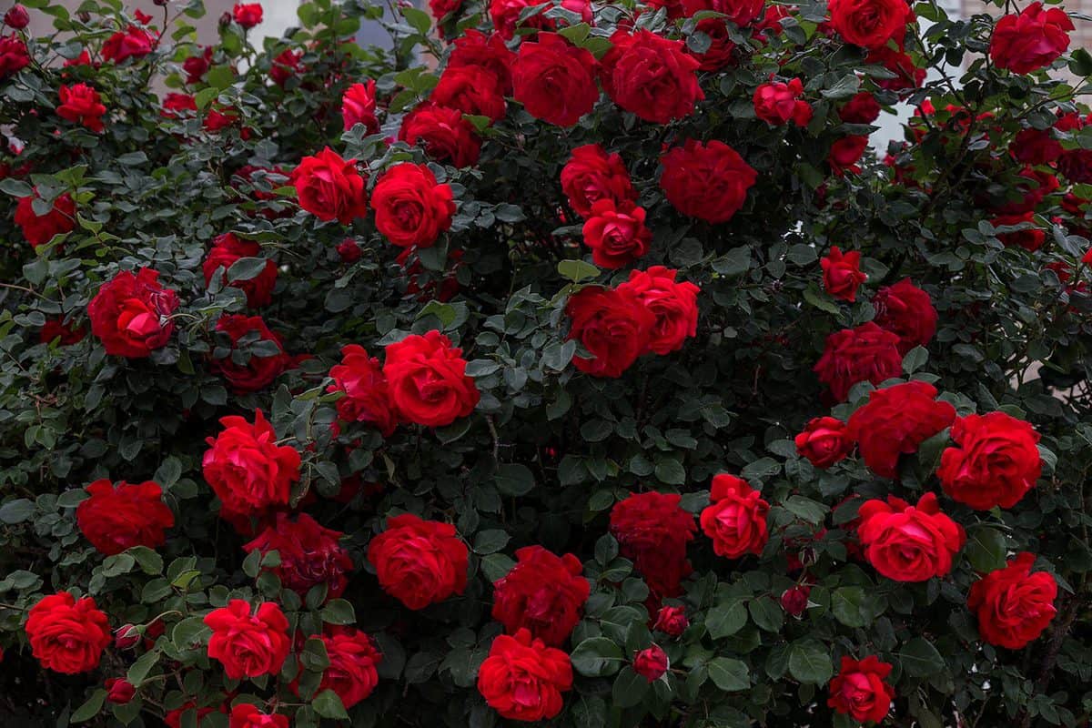 Bush of red roses on the alley of the city park