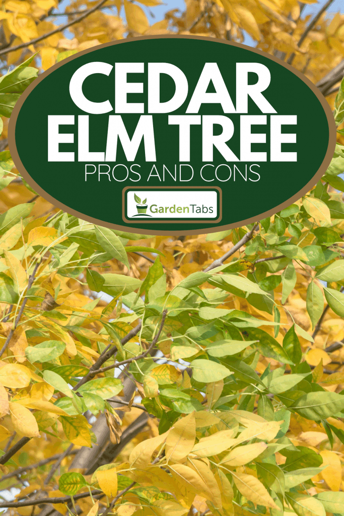 A frame view texture on Texas Cedar Elm tree, Cedar Elm Tree: Pros And Cons