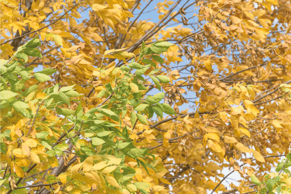 Close-up full frame view texture on Texas Cedar Elm trees, leaves are turning to yellow from green.
