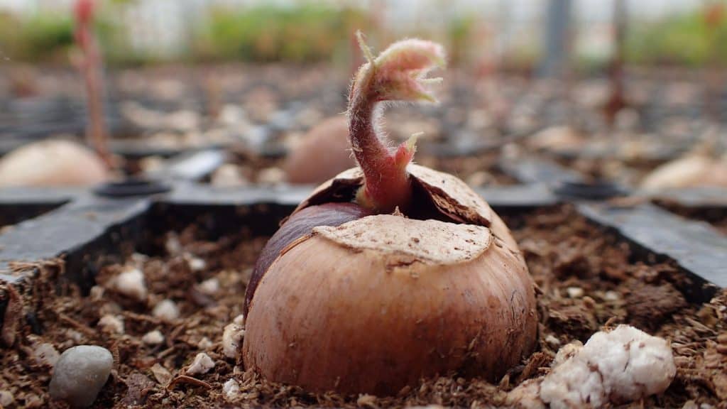 Closeup of Oak seedling sprouting from acorn in greenhouse tray