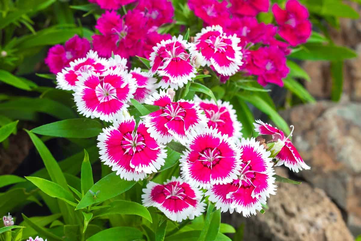 Colorful Dianthus flower blooming in garden, When To Transplant Dianthus [And How To]