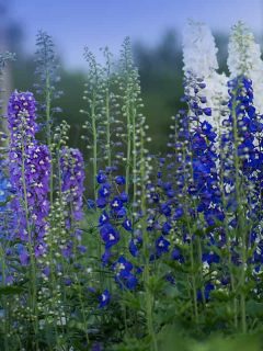 Delphinium blue grows in the garden, When To Transplant Delphiniums [And How To]