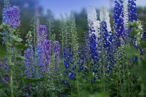 Read more about the article When To Transplant Delphiniums [And How To]