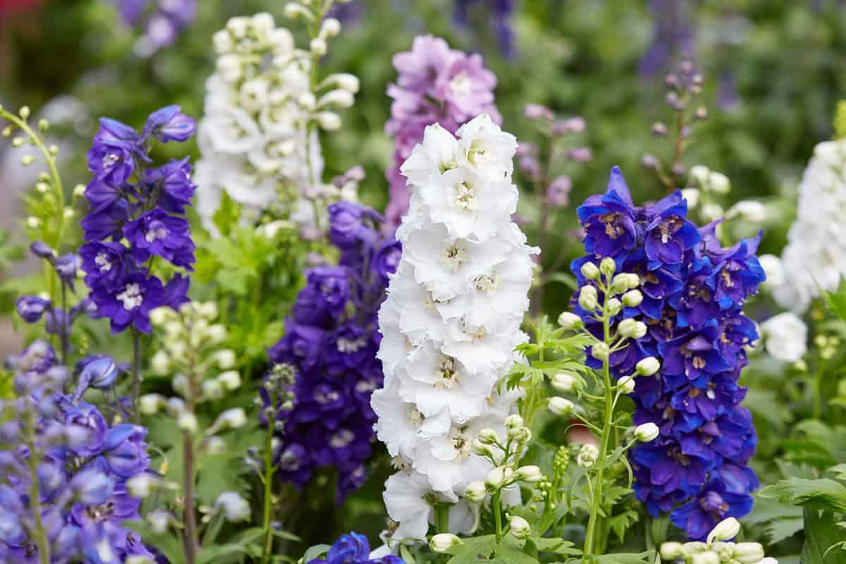 Delphinium elatum in white, purple and blue colors