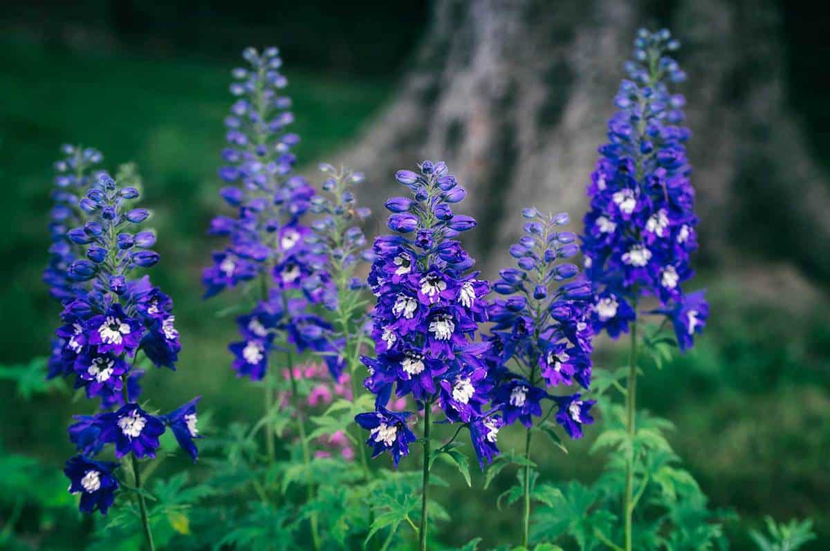 Delphinium flower blooming on blurred background