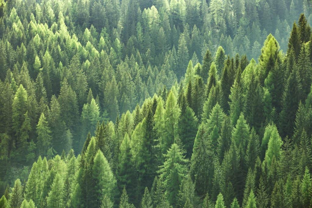 Dense evergreen tree vegetation at a mountain