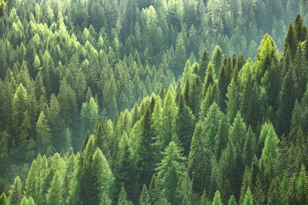 Dense evergreen tree vegetation at a mountain, When To Transplant Evergreen Trees [And How To]