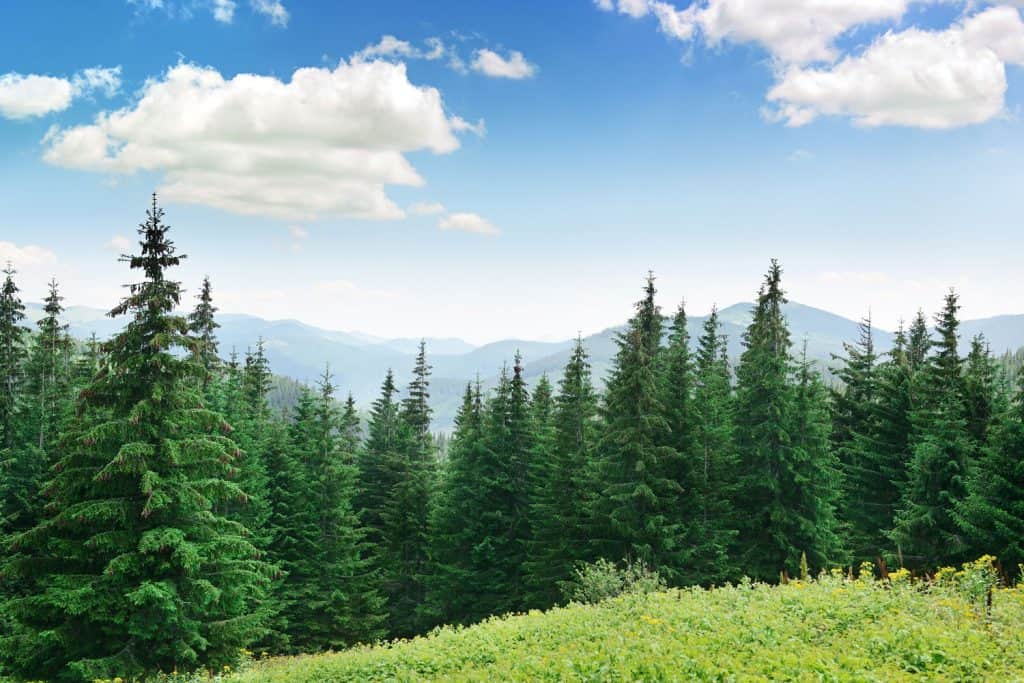 Dense forest of evergreen trees at a mountain range