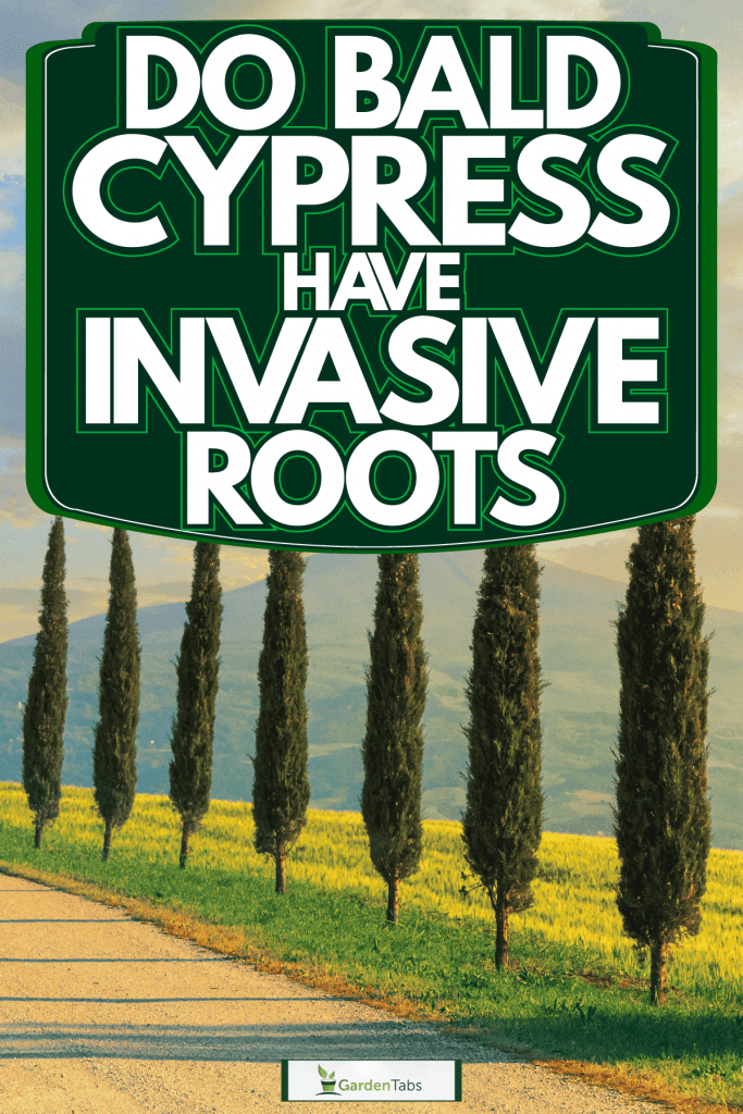 A line of Cypress trees planted on the side of the road, Do Bald Cypress Have Invasive Roots?